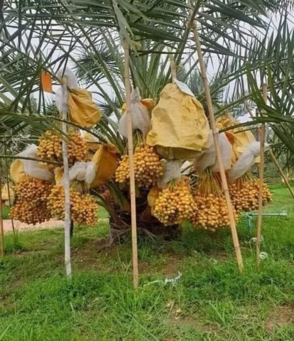 Buy Premium Dhakki Dates in Pakistan | 100% Pesticide Free and Naturally Nutritious