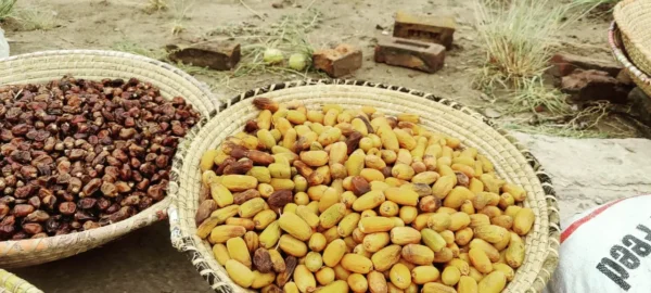 Buy Premium Dhakki Dates in Pakistan | 100% Pesticide Free and Naturally Nutritious