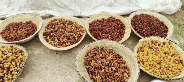 Buy Premium Dhakki Dates in Pakistan | 100% Pesticide Free and Naturally Nutritious